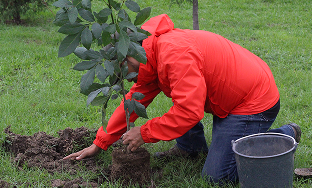 Plantación de árboles